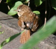 junge-amsel 003.jpg